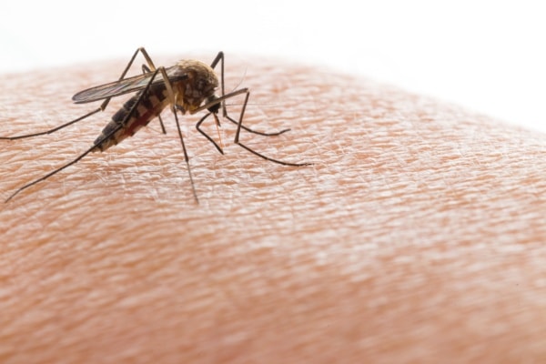 Почему комары кусают не всех